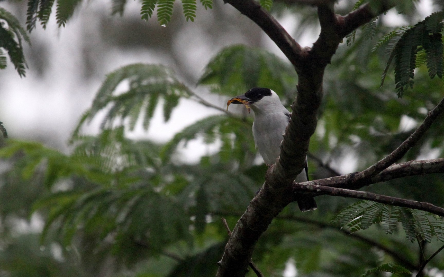 Black-crowned Tityra