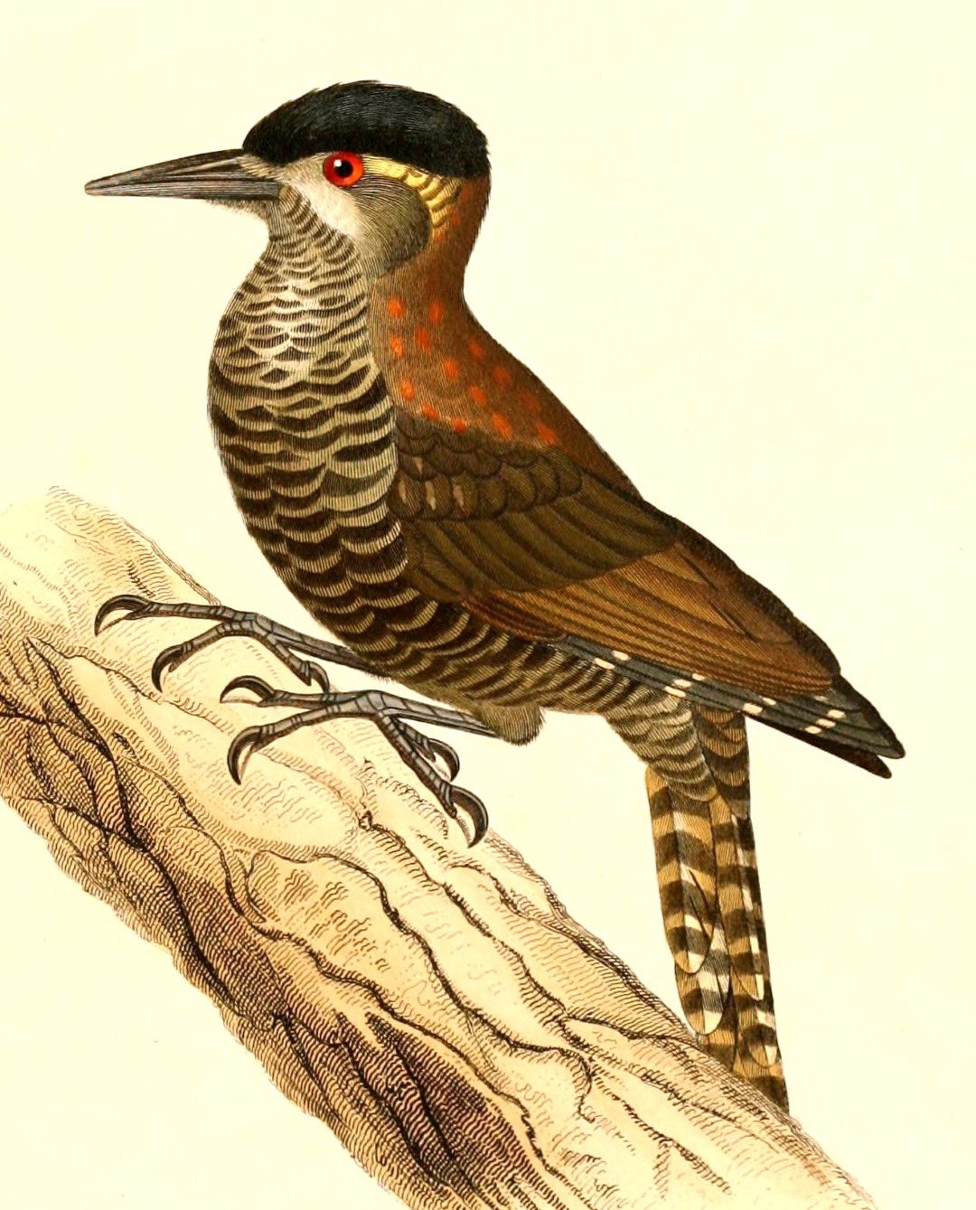 Black-crowned Woodpecker