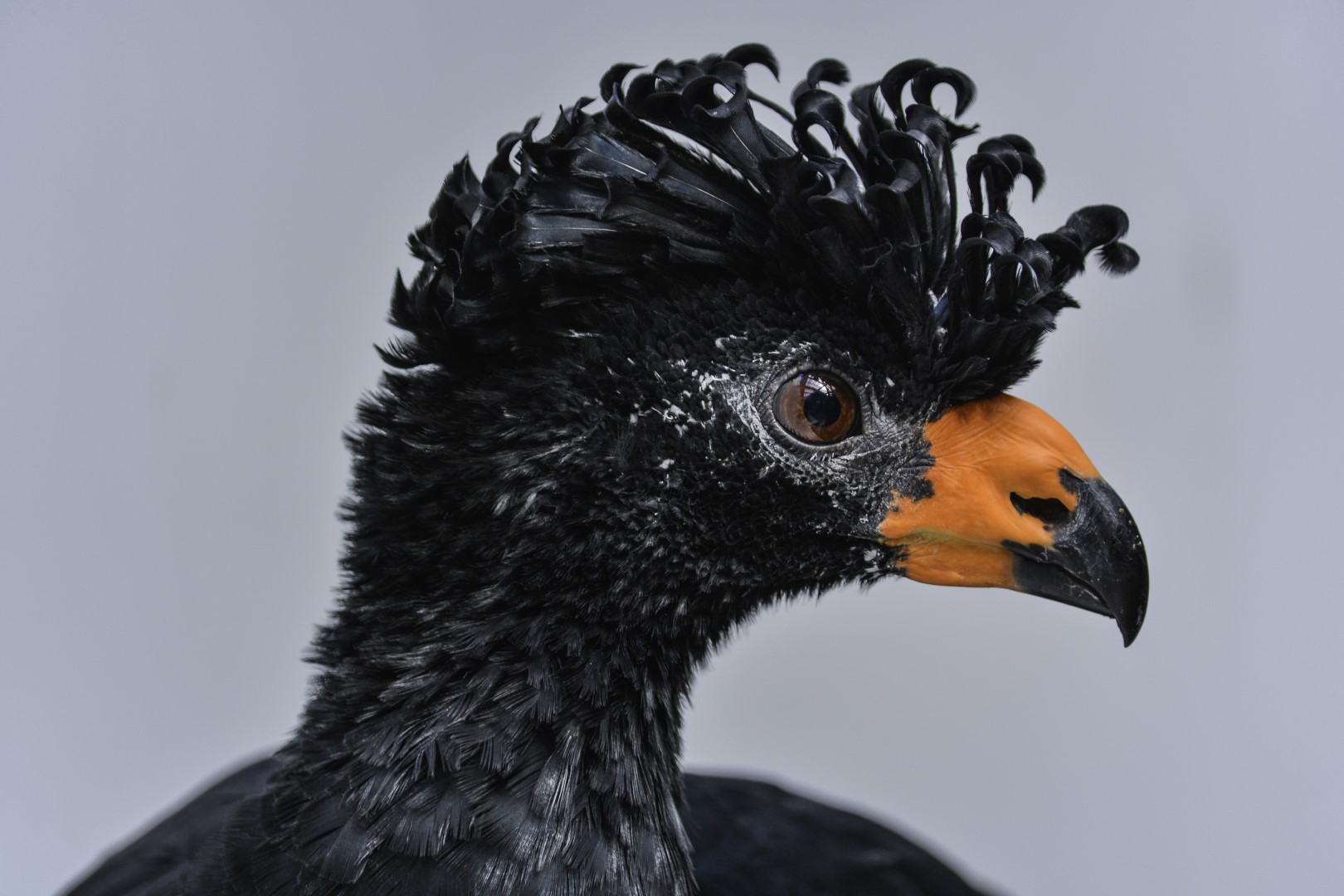 Black Curassow
