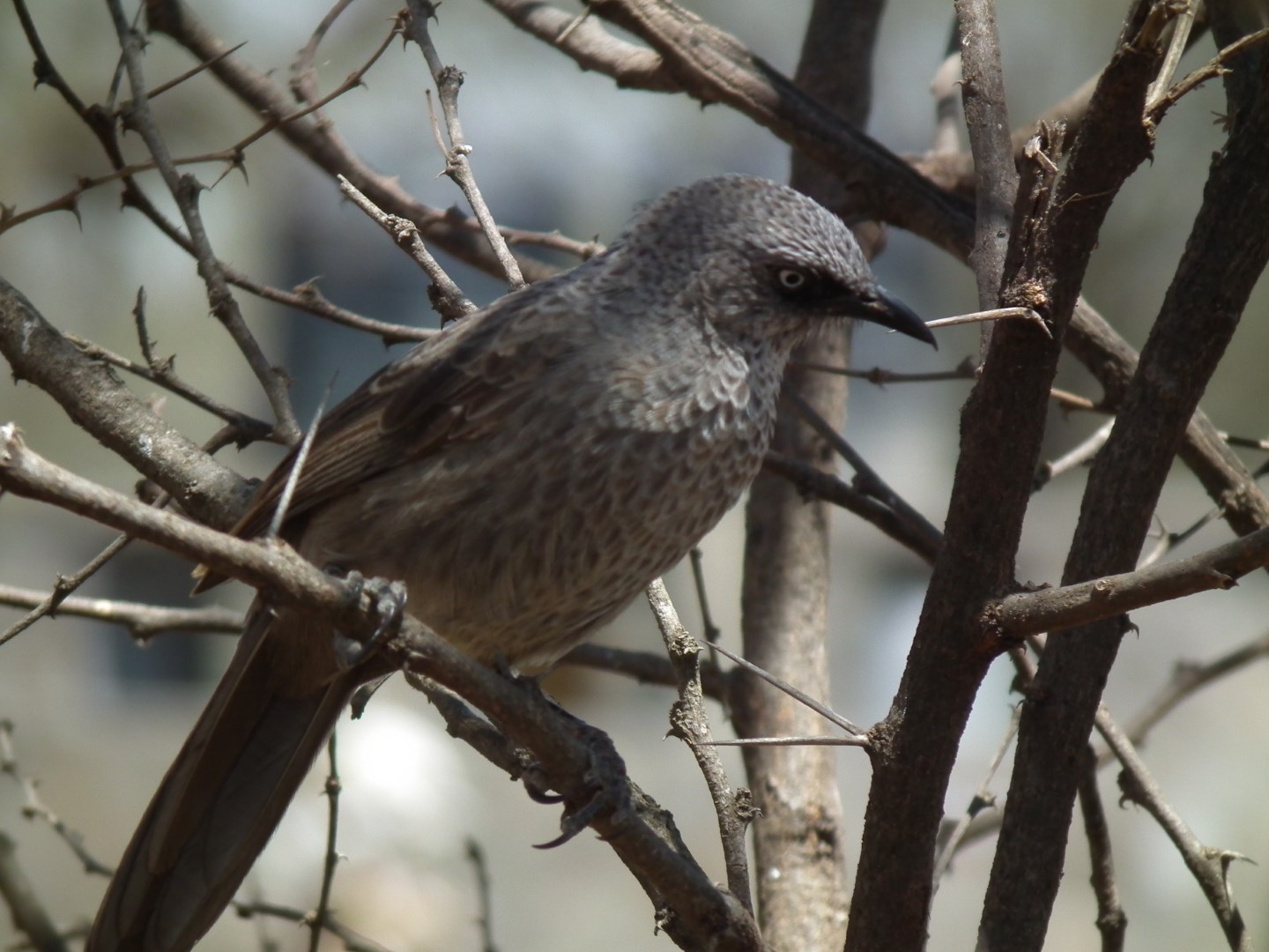 Black-faced Babbler