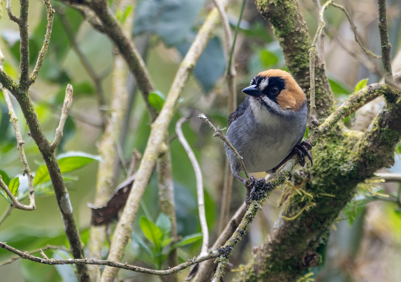 Black-faced Brush-Finch