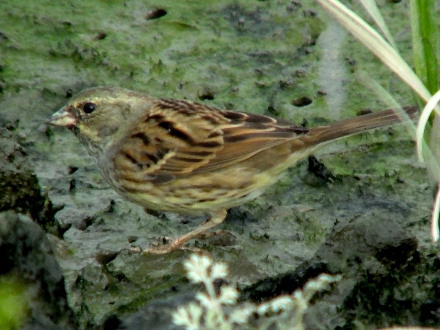 Black-faced Bunting