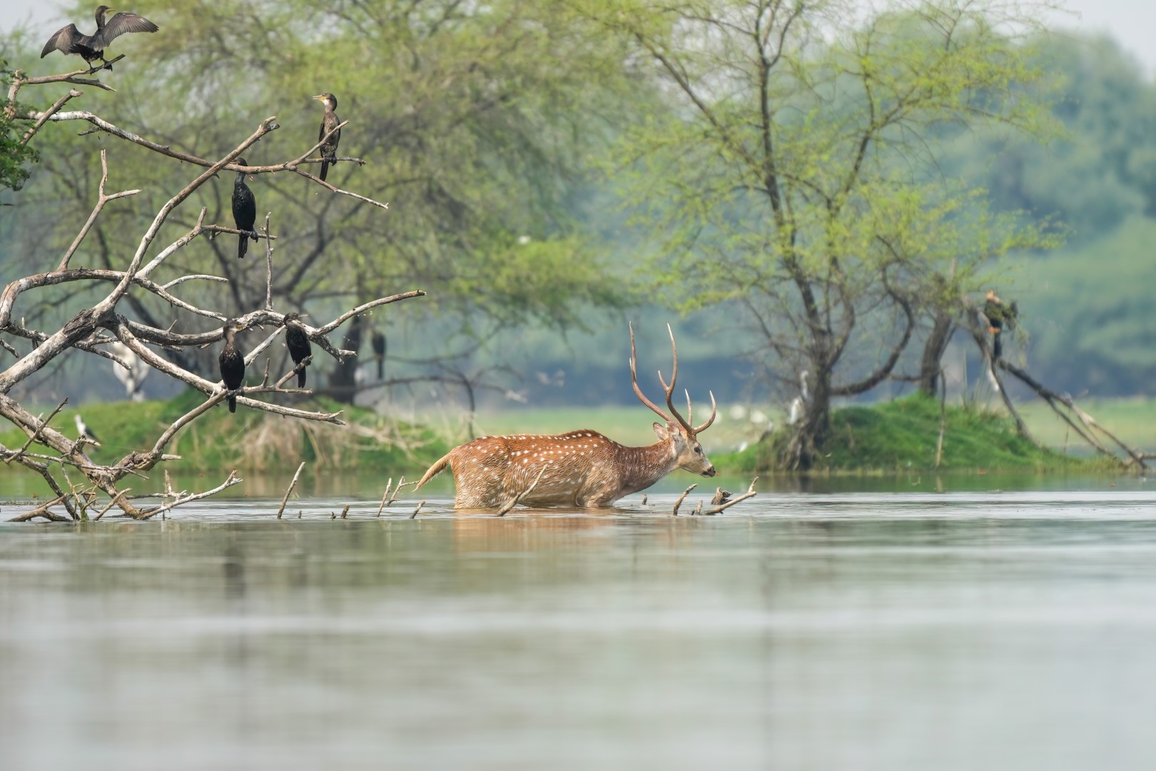 Black-faced Cormorant