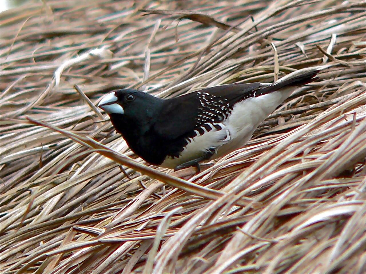 Black-faced Firefinch