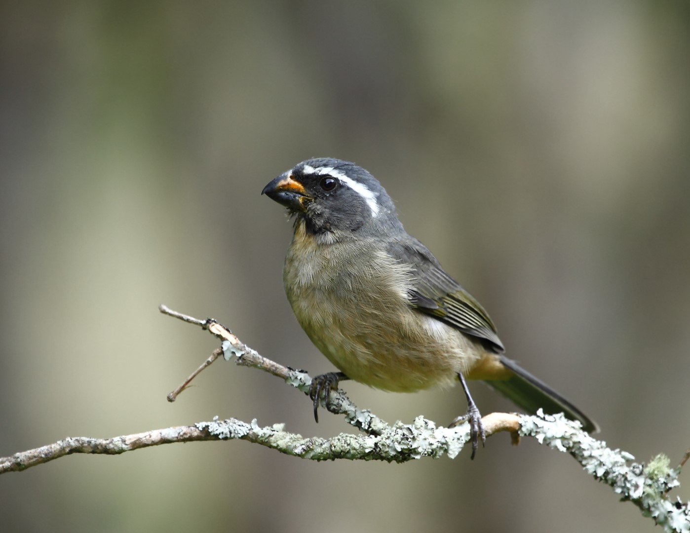 Black-faced Grosbeak