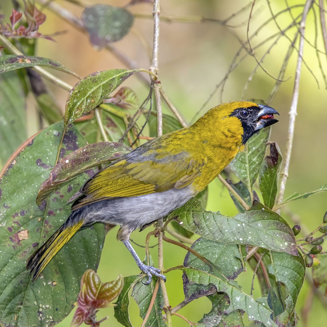 Black-faced Grosbeak