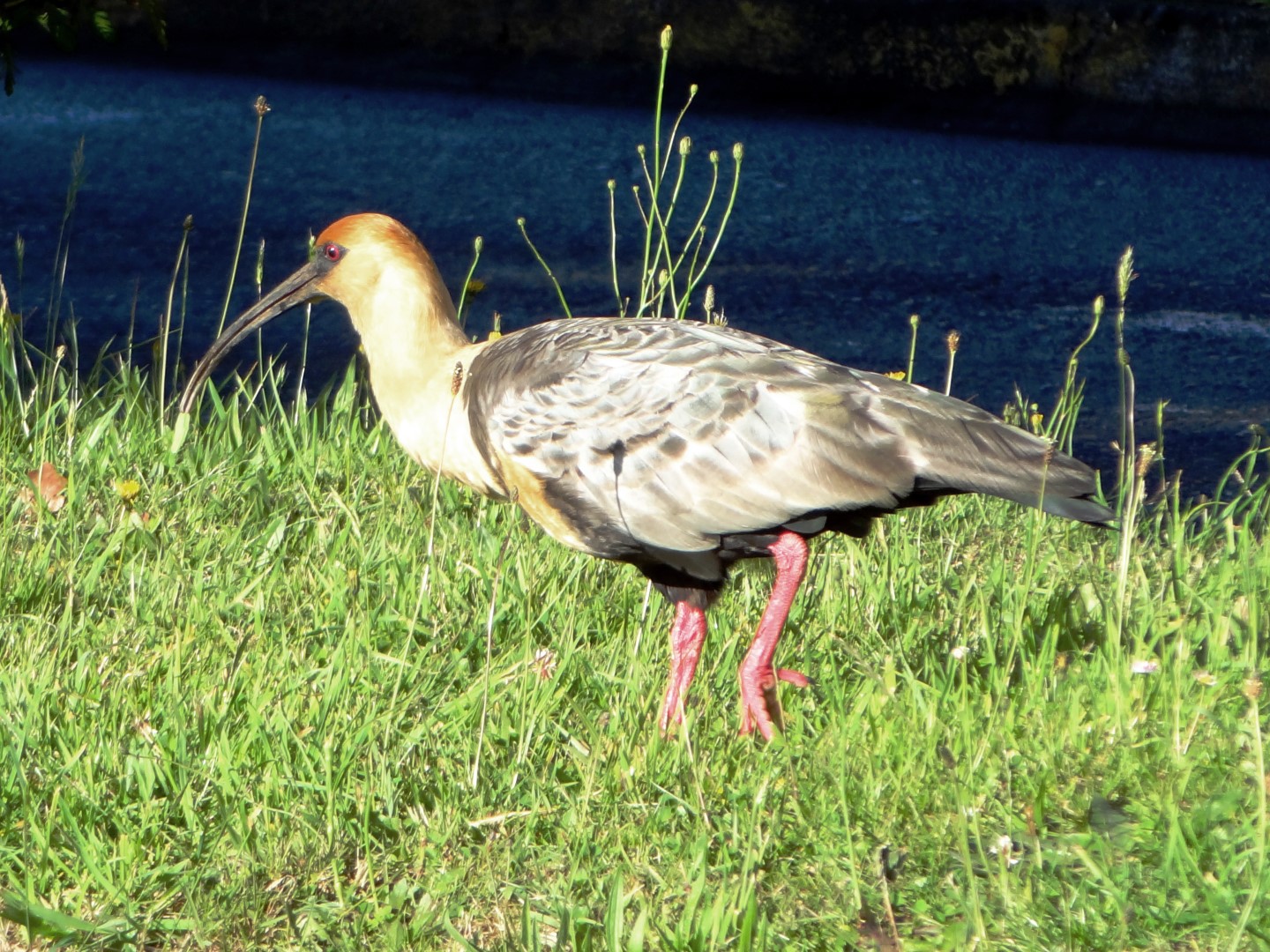 Black-faced Ibis
