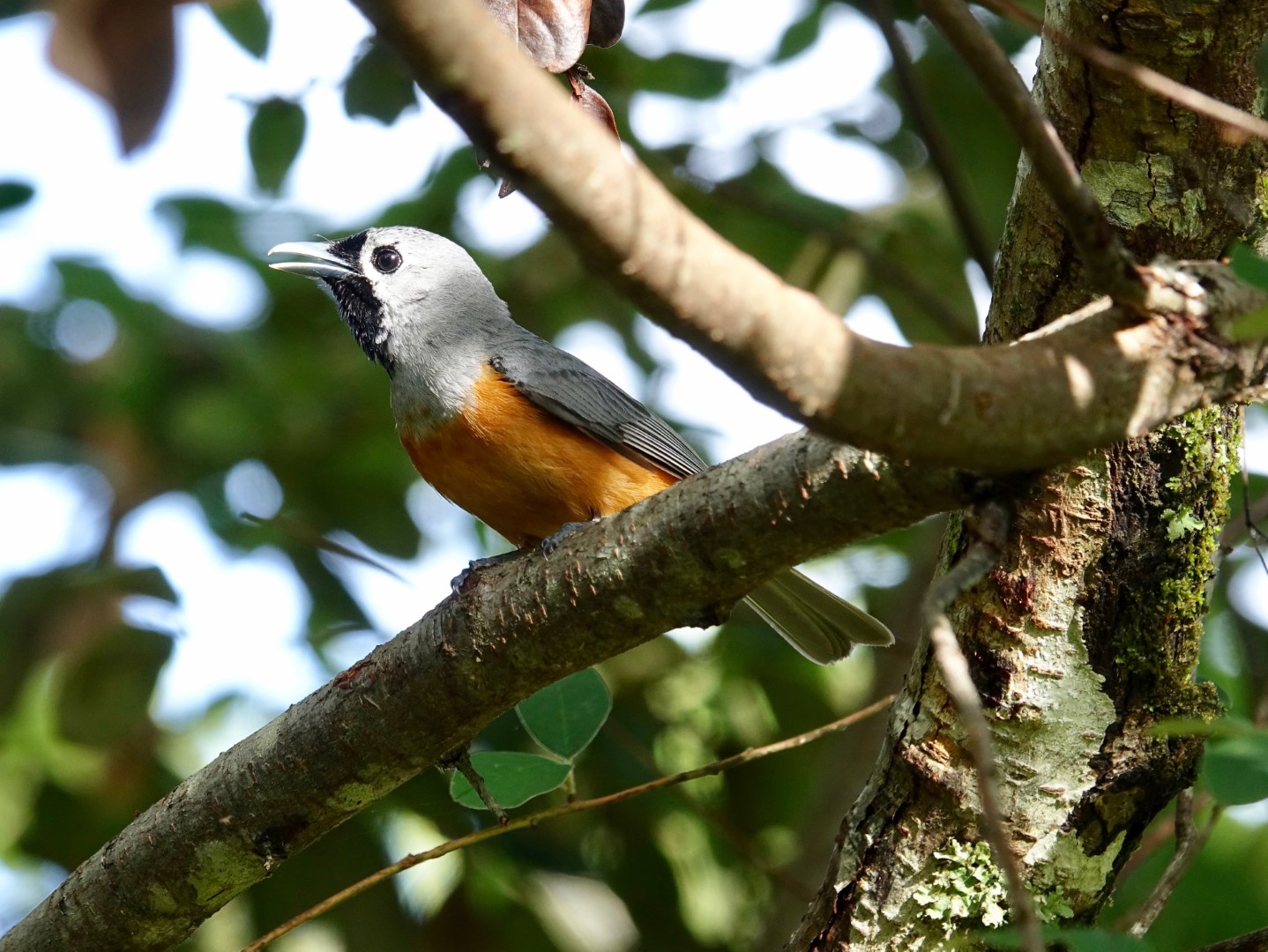 Black-faced Monarch