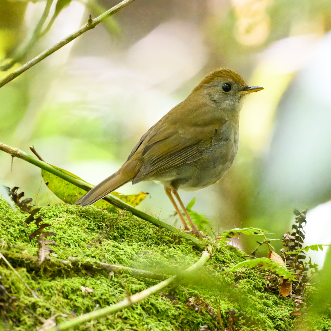 Black-faced Solitaire