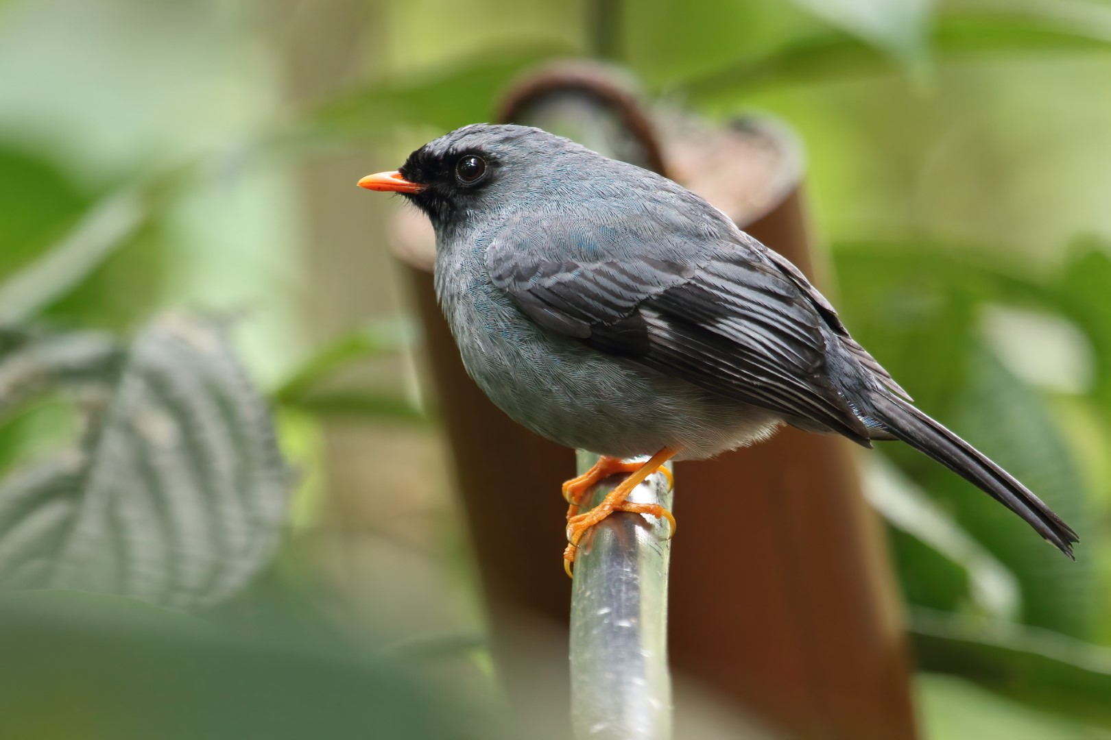 Black-faced Solitaire