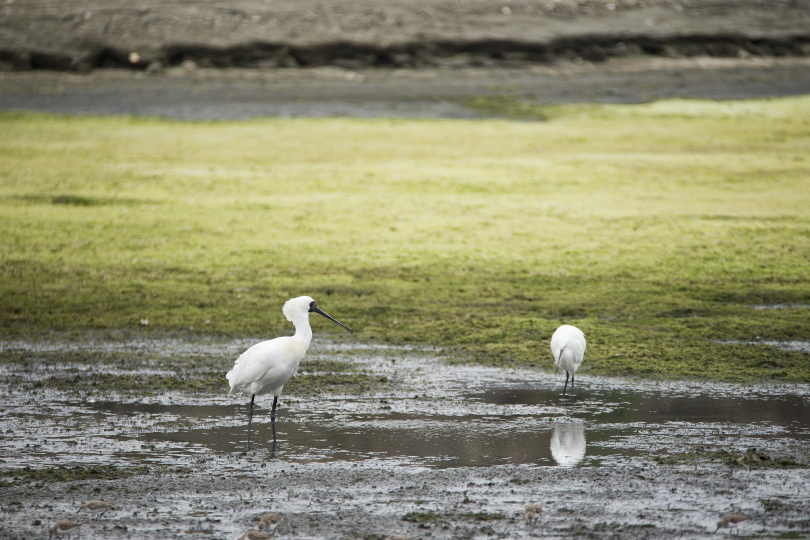 Black-faced Spoonbill
