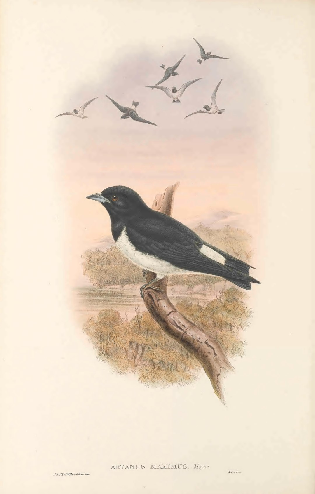 Black-faced Woodswallow