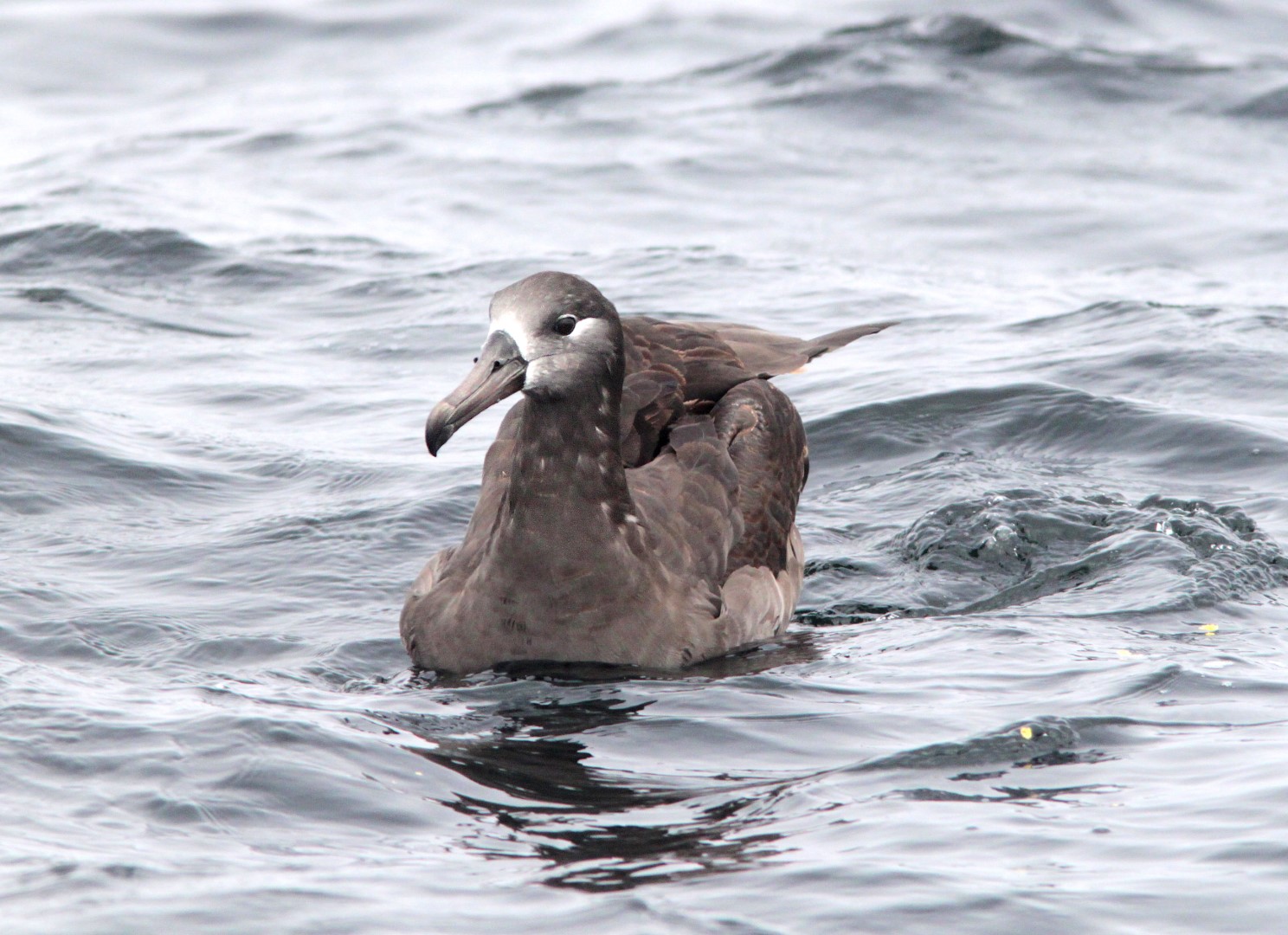 Black-footed Albatross