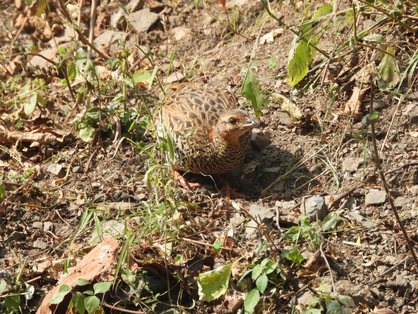 Black Francolin