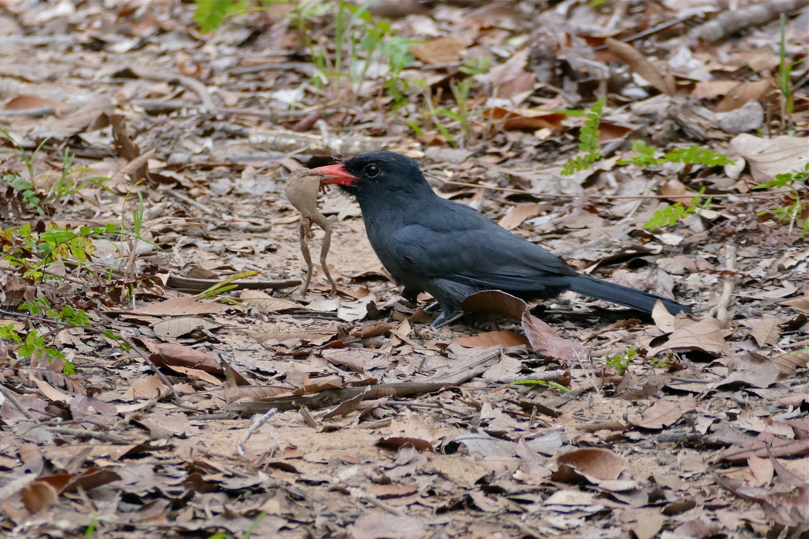 Black-fronted nunbird