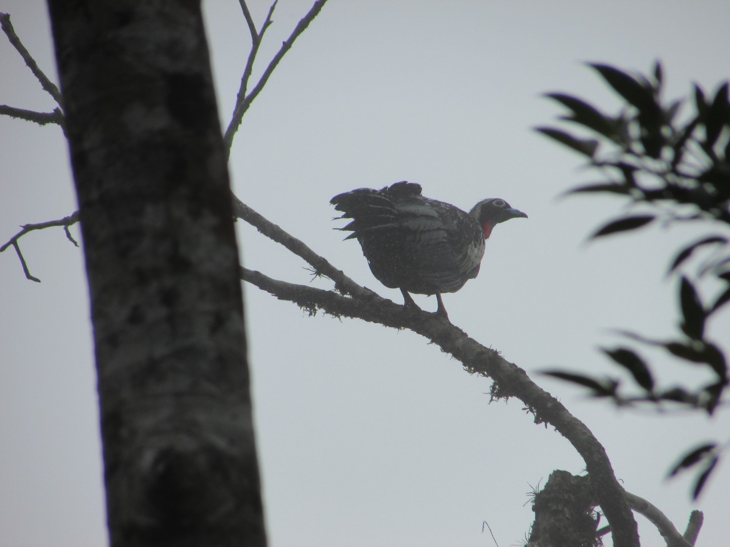 Black-fronted Piping Guan