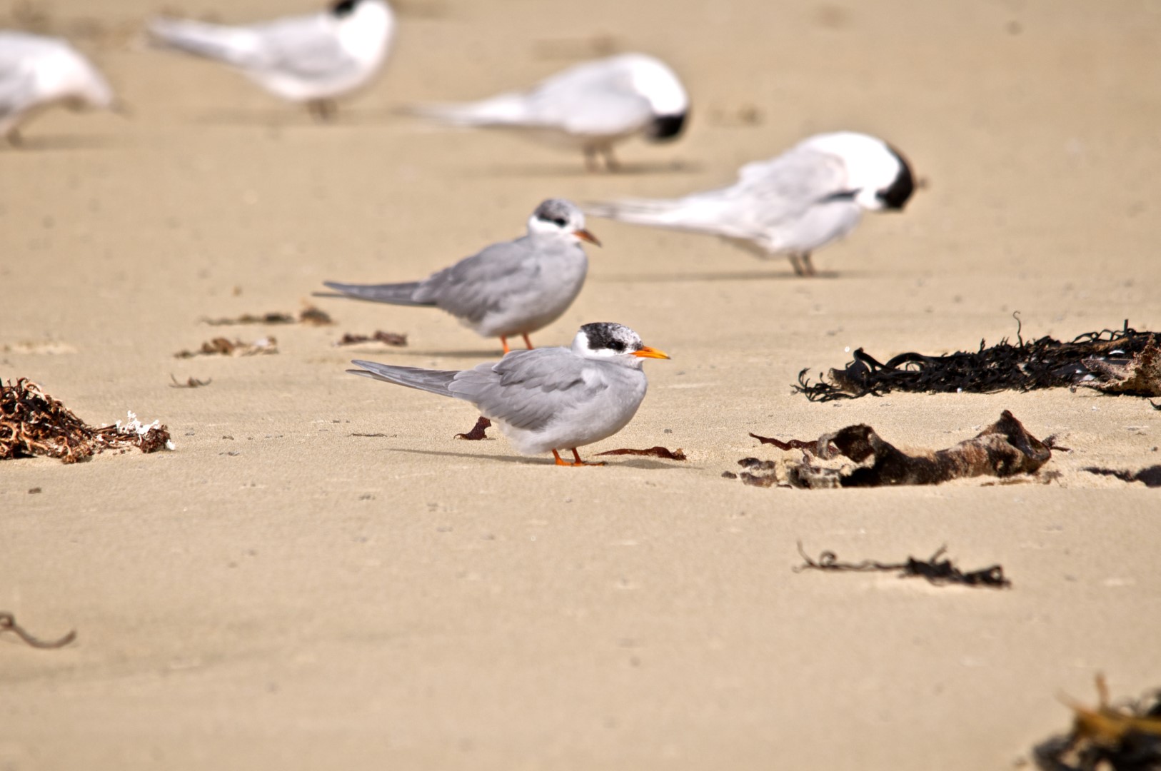 Black-fronted Tern