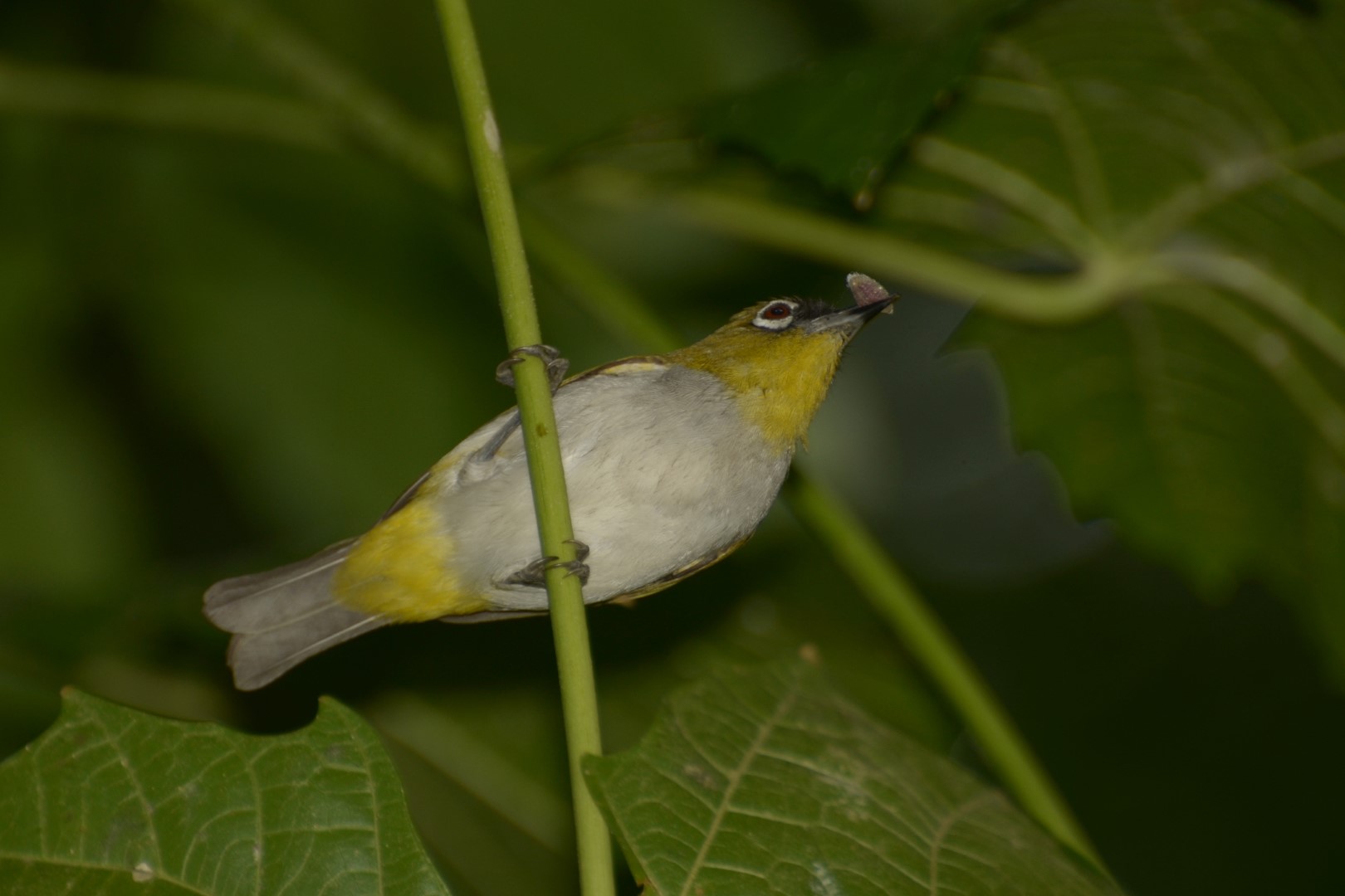 Black-fronted White-eye