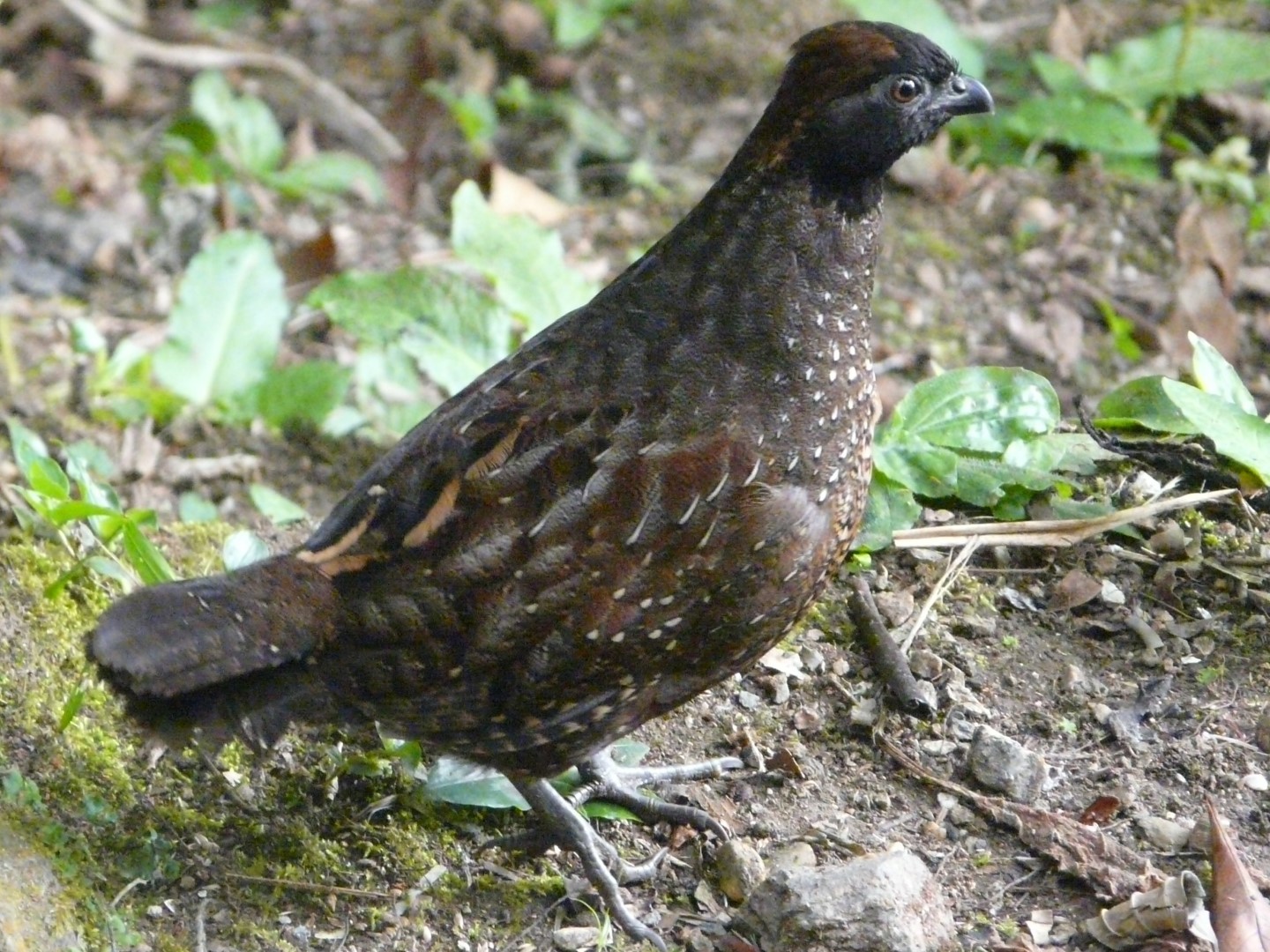 Black-fronted Wood-Quail