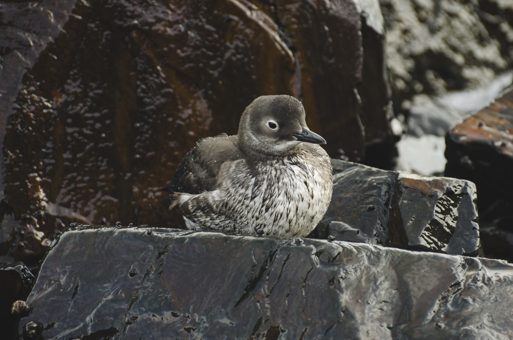 Black Guillemot