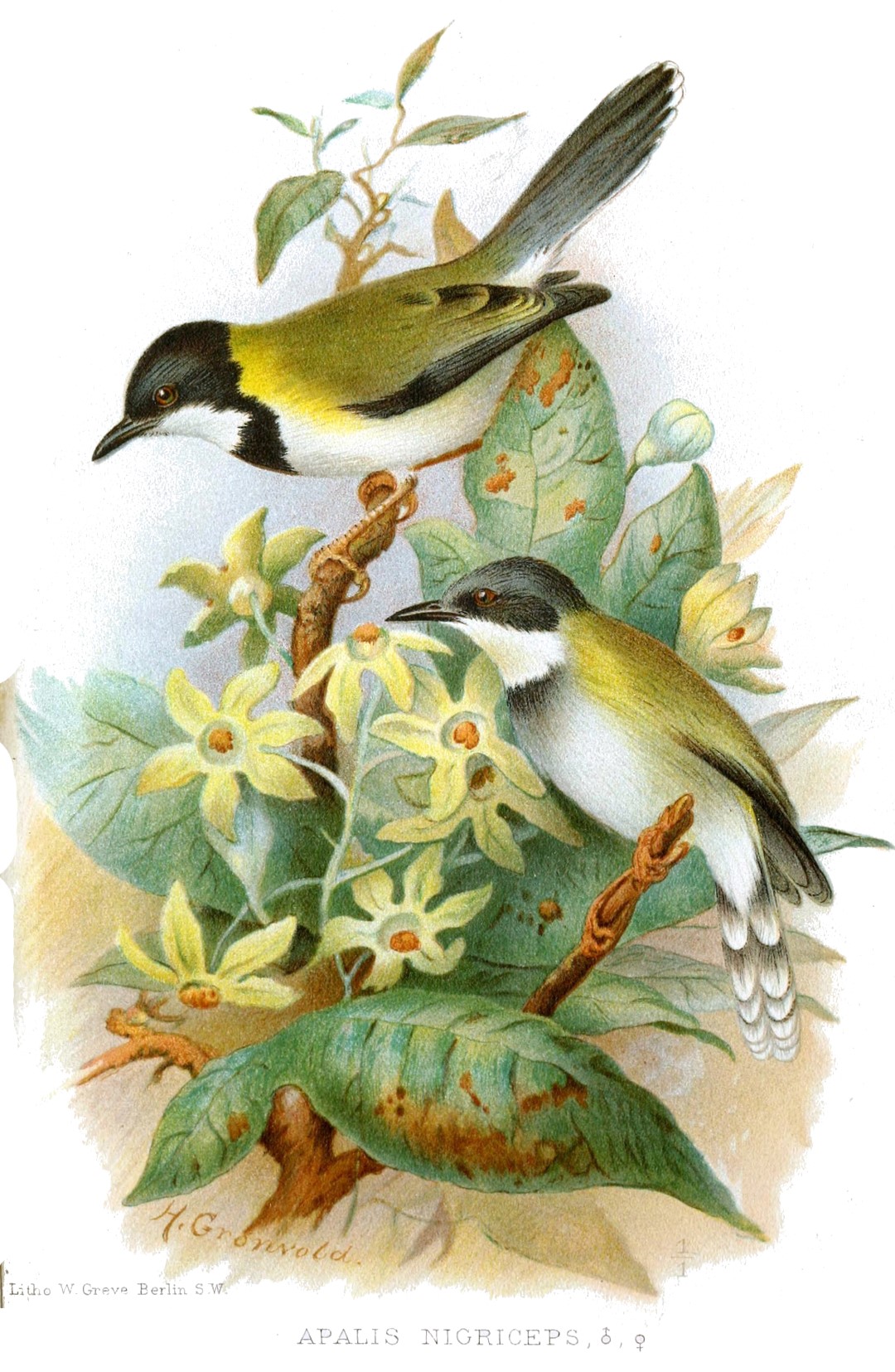 Black-headed Apalis