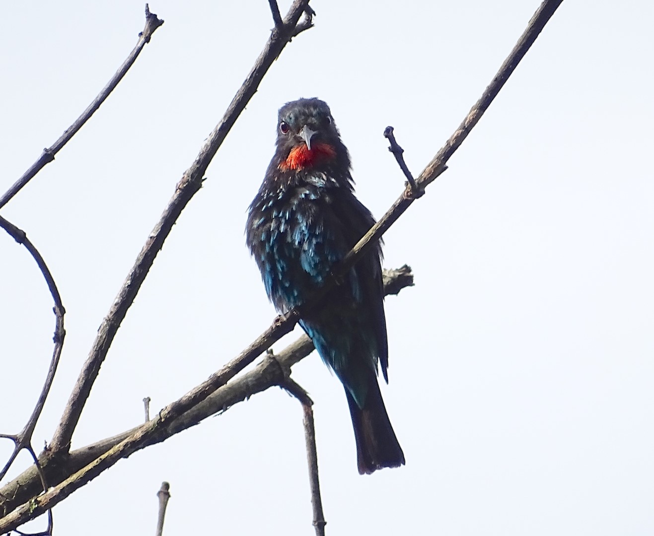 Black-headed Bee-eater