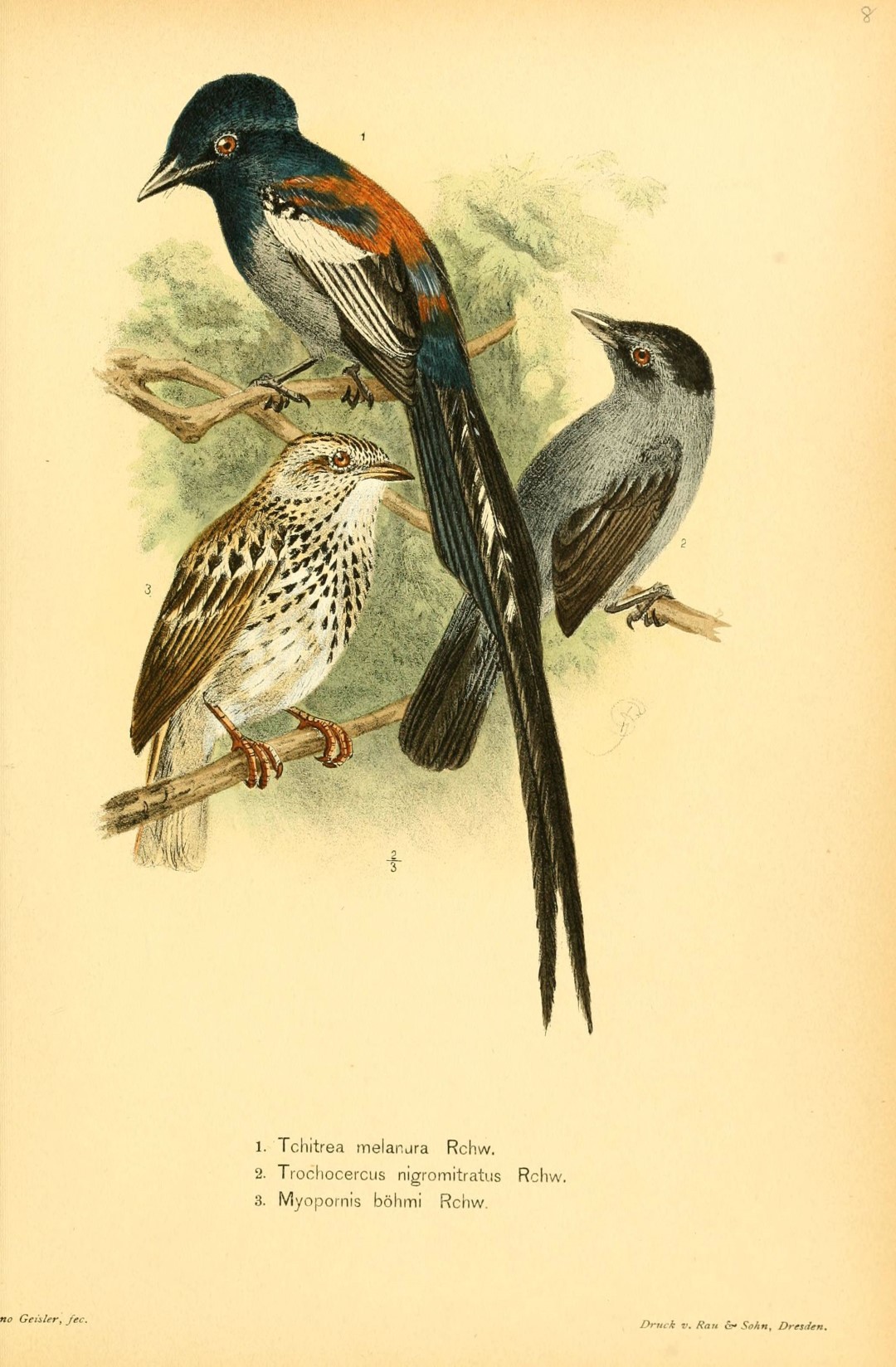 Black-headed Blue Flycatcher