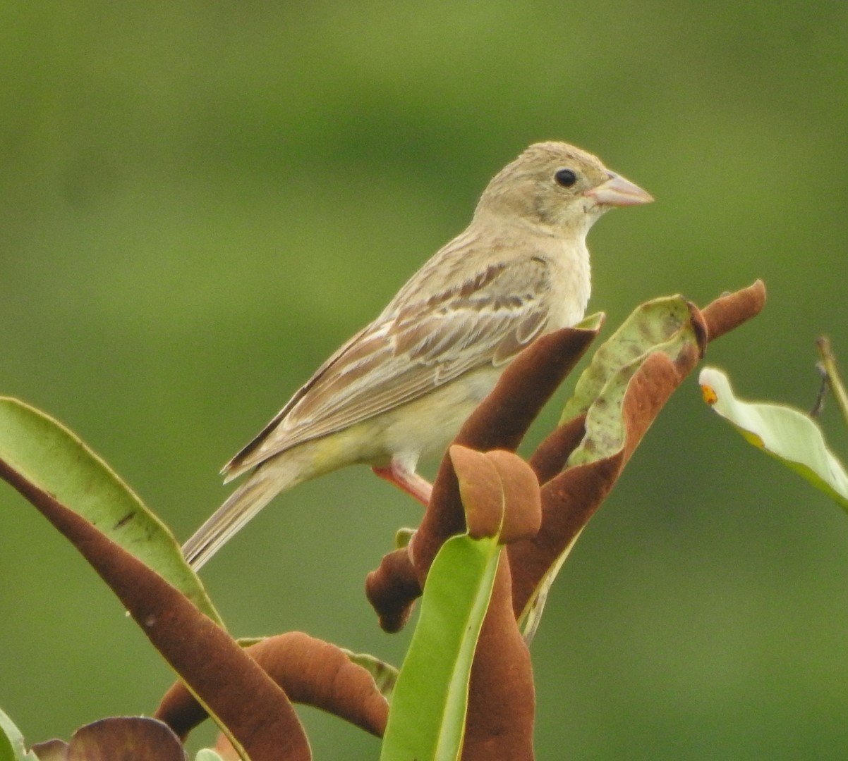 Black-headed Bunting