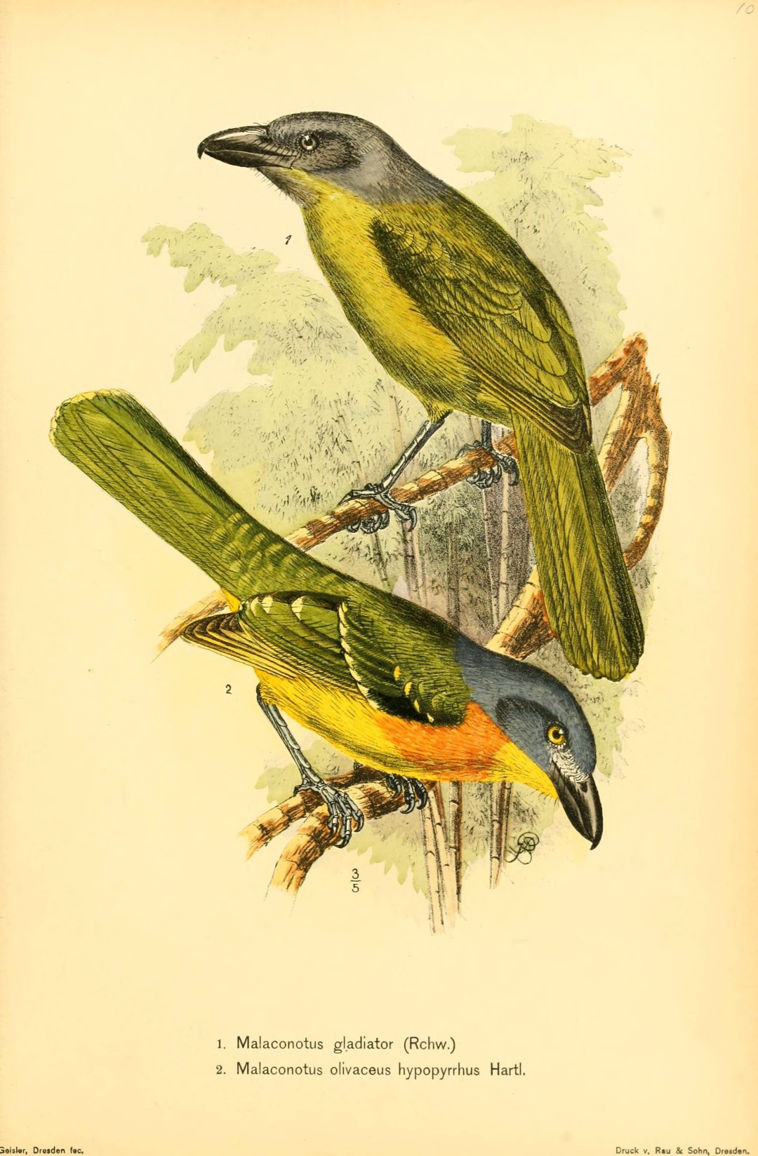 Black-headed Bushshrike