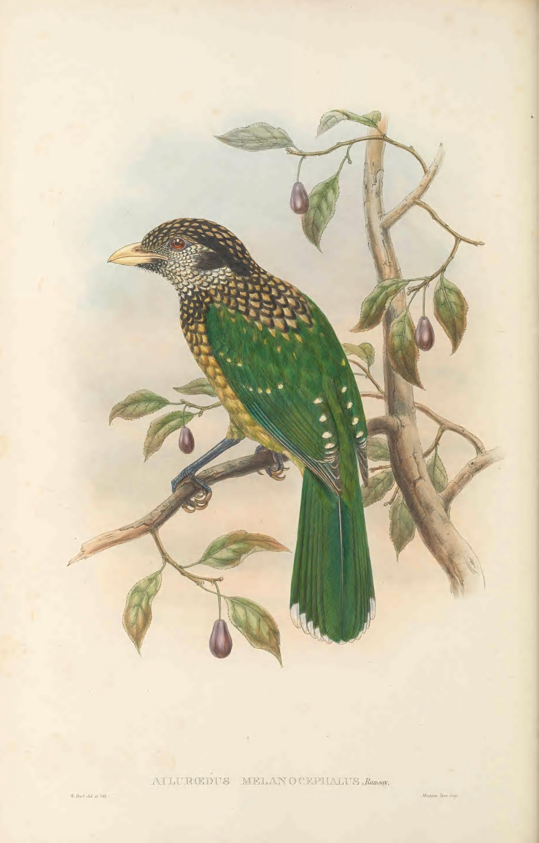 Black-headed Catbird