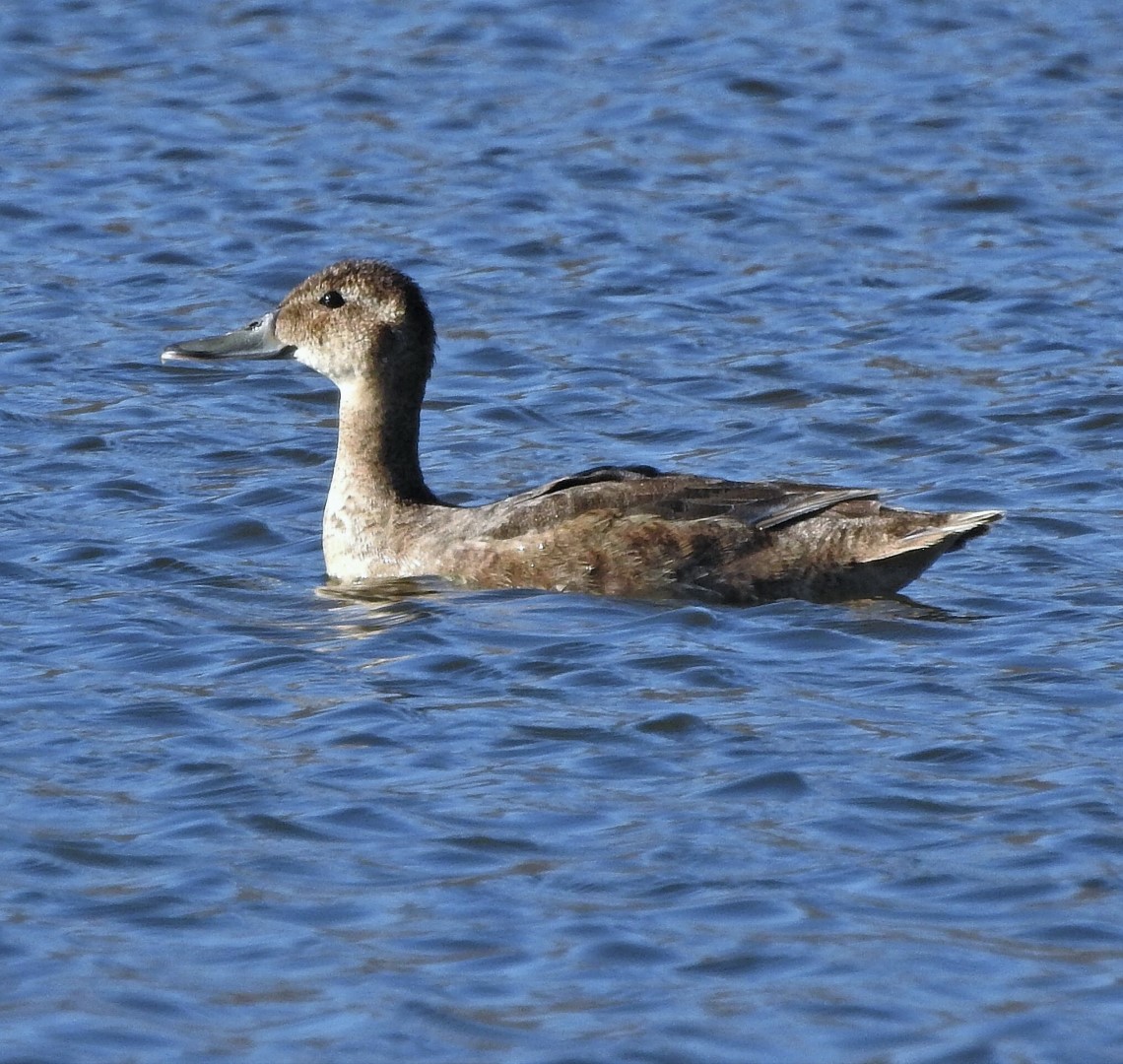 Black-headed Duck