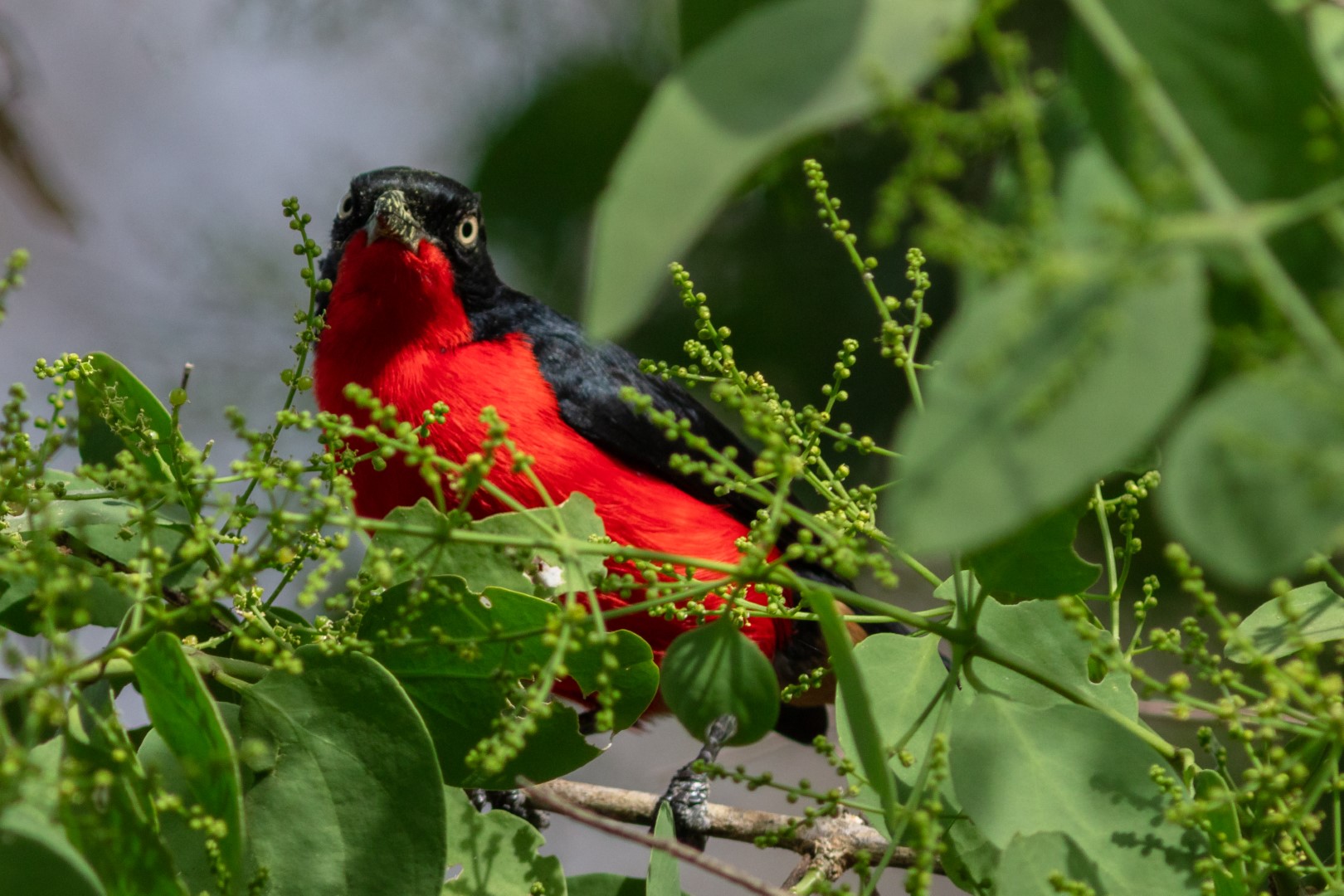 Black-headed Gonolek