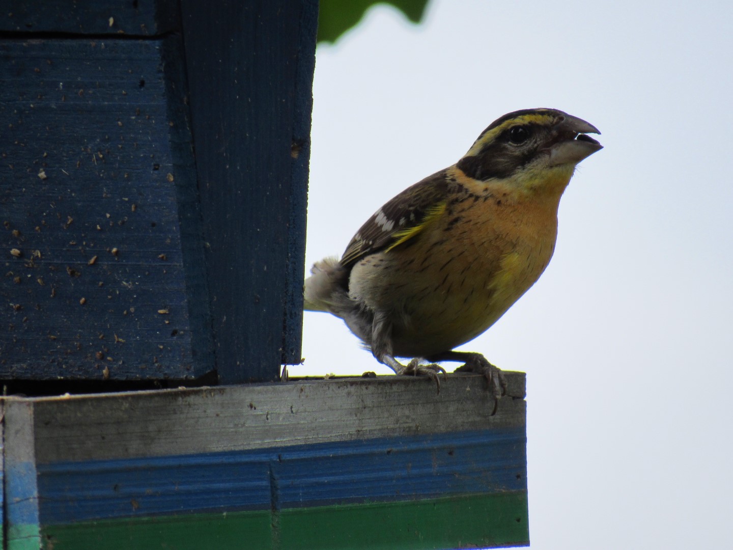 Black-headed Grosbeak