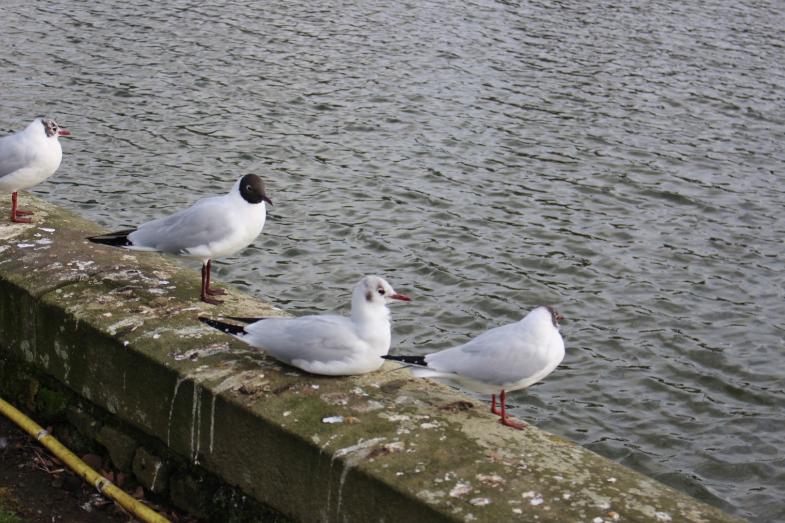 Black-headed Gull