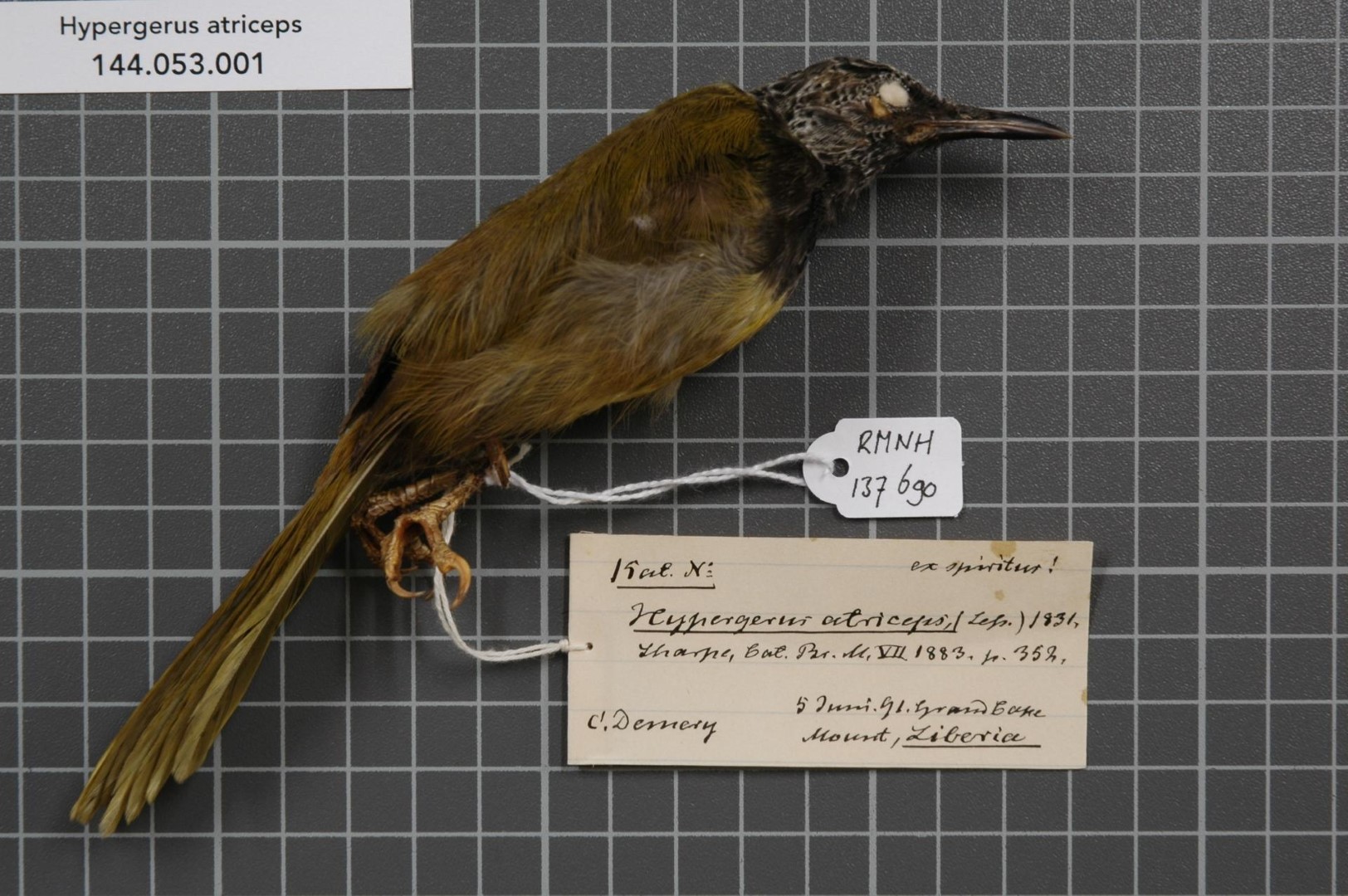 Black-headed Honeyeater