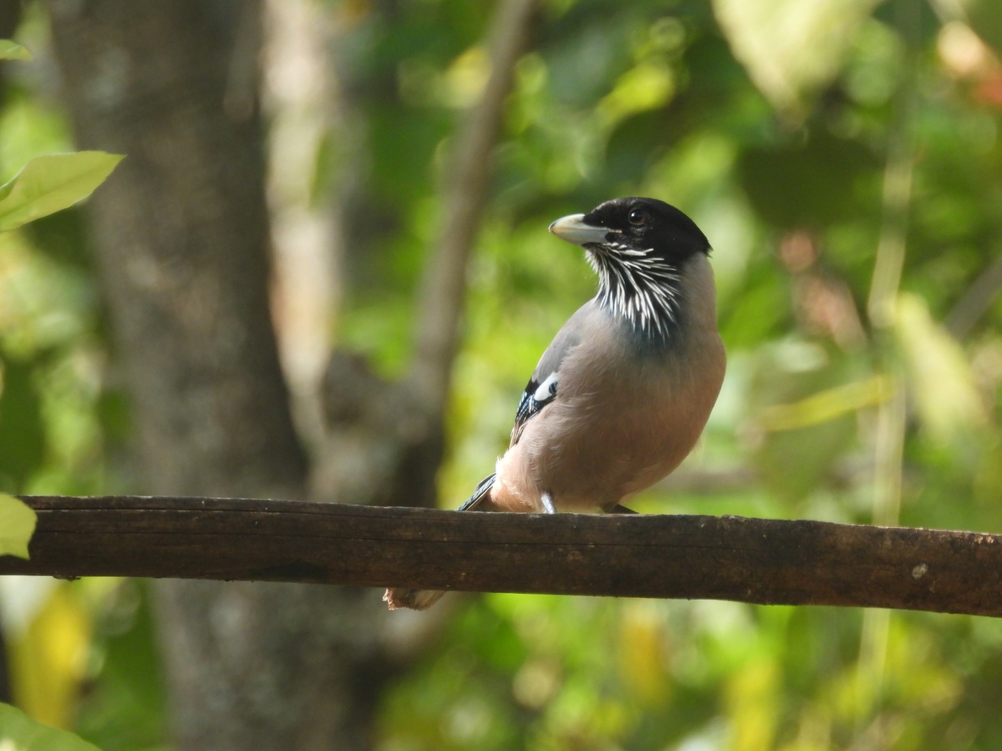 Black-headed Jay