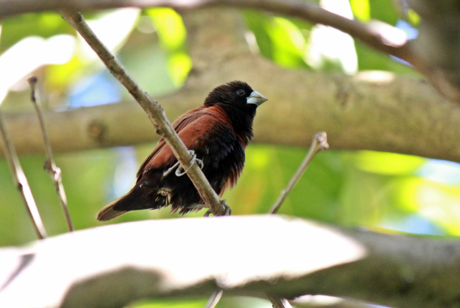 Black-headed Munia