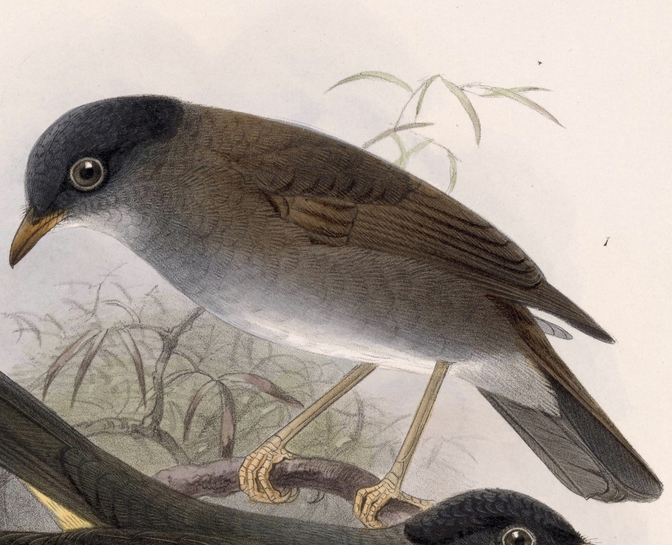 Black-headed Nightingale-Thrush