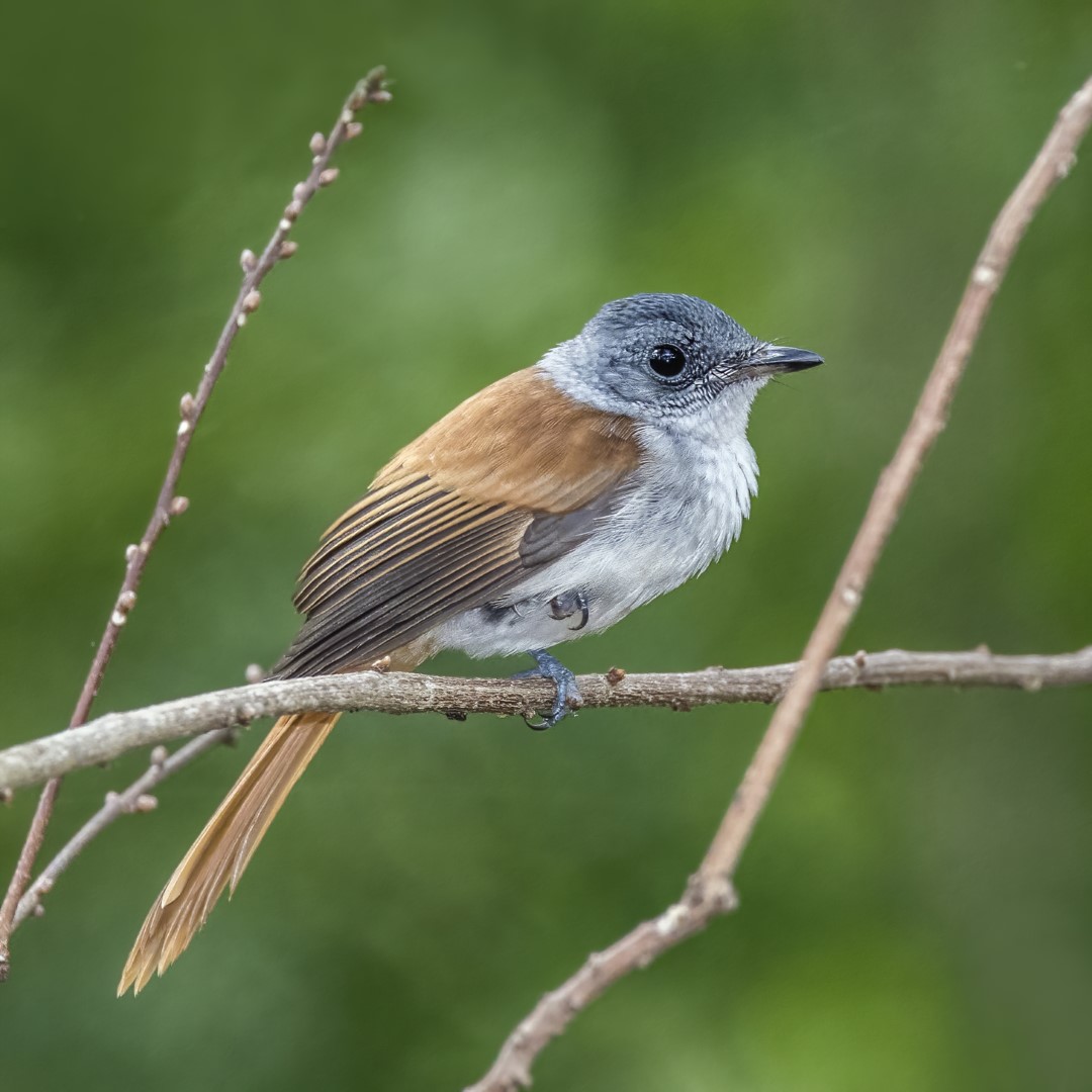 Black-headed Paradise Flycatcher