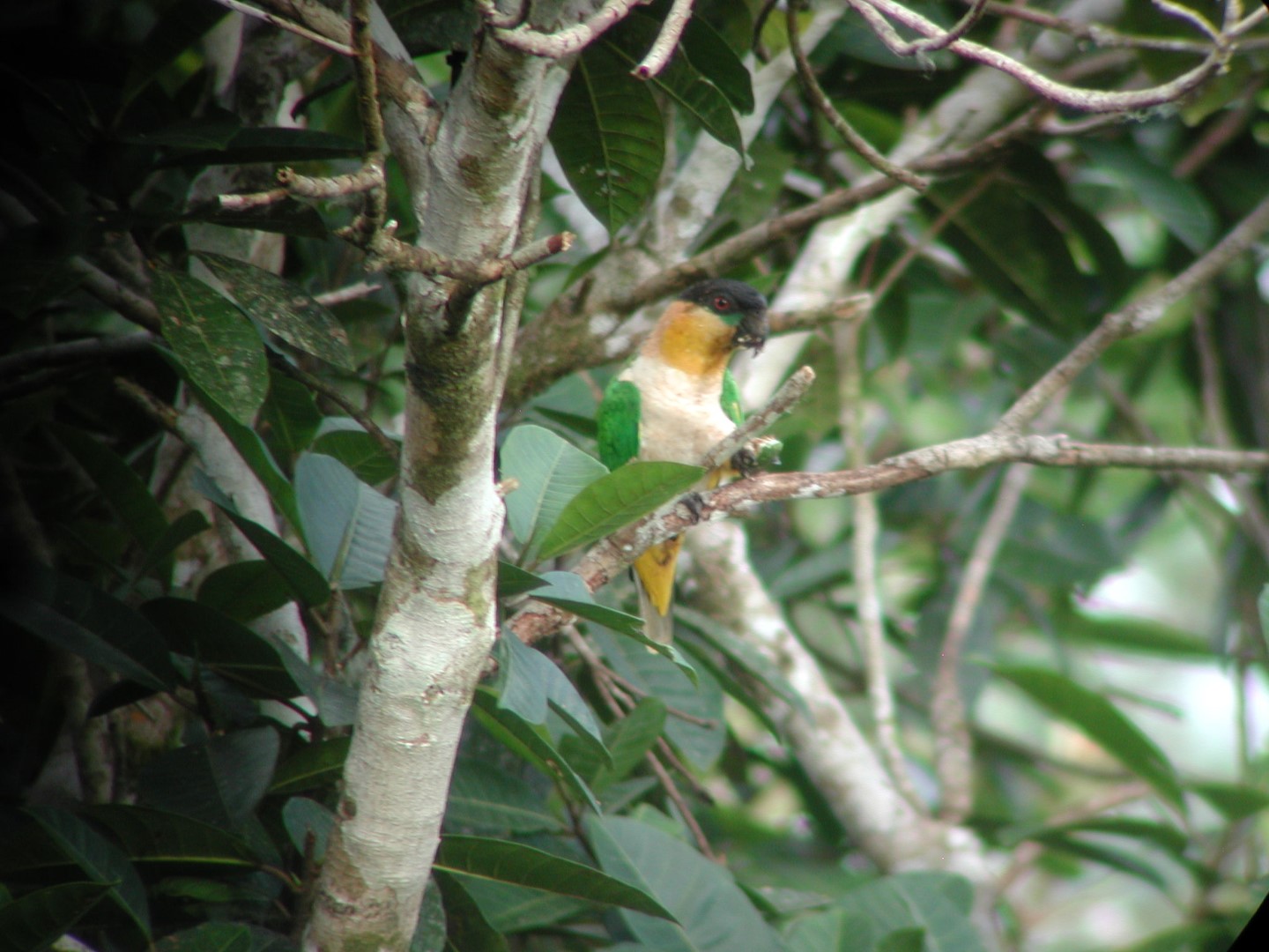 Black-headed Parrot