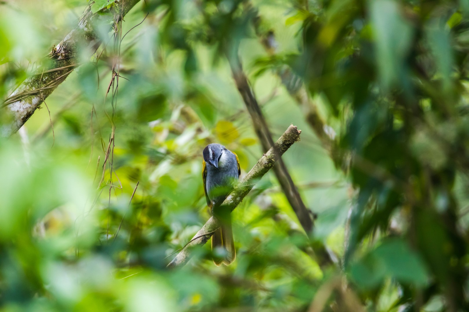 Black-headed Saltator