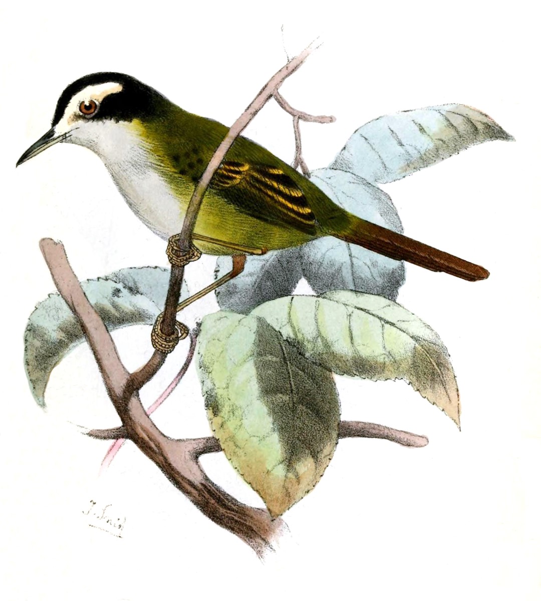 Black-headed Tailorbird