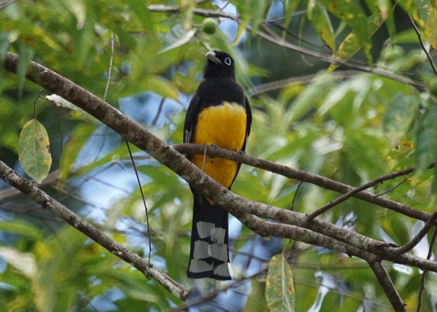 Black-headed Trogon