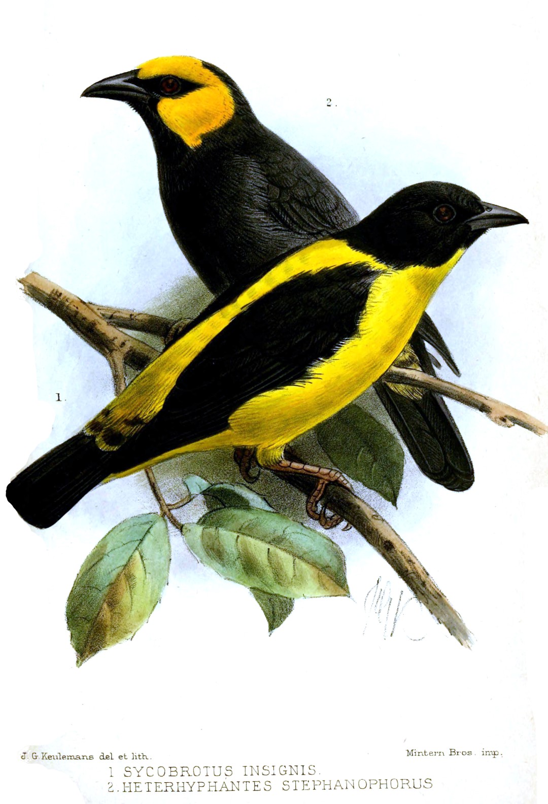 Black-headed Weaver