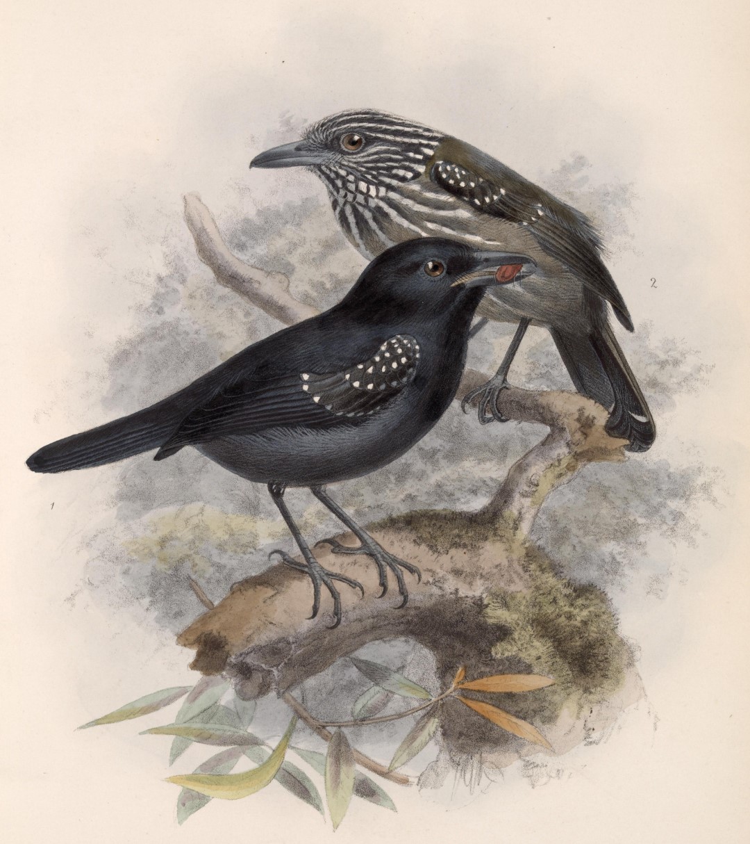 Black-hooded Antshrike