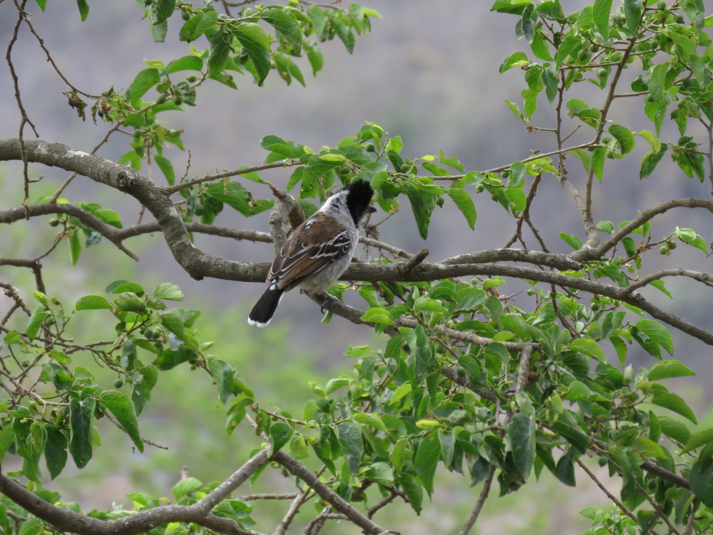 Black-hooded Antwren