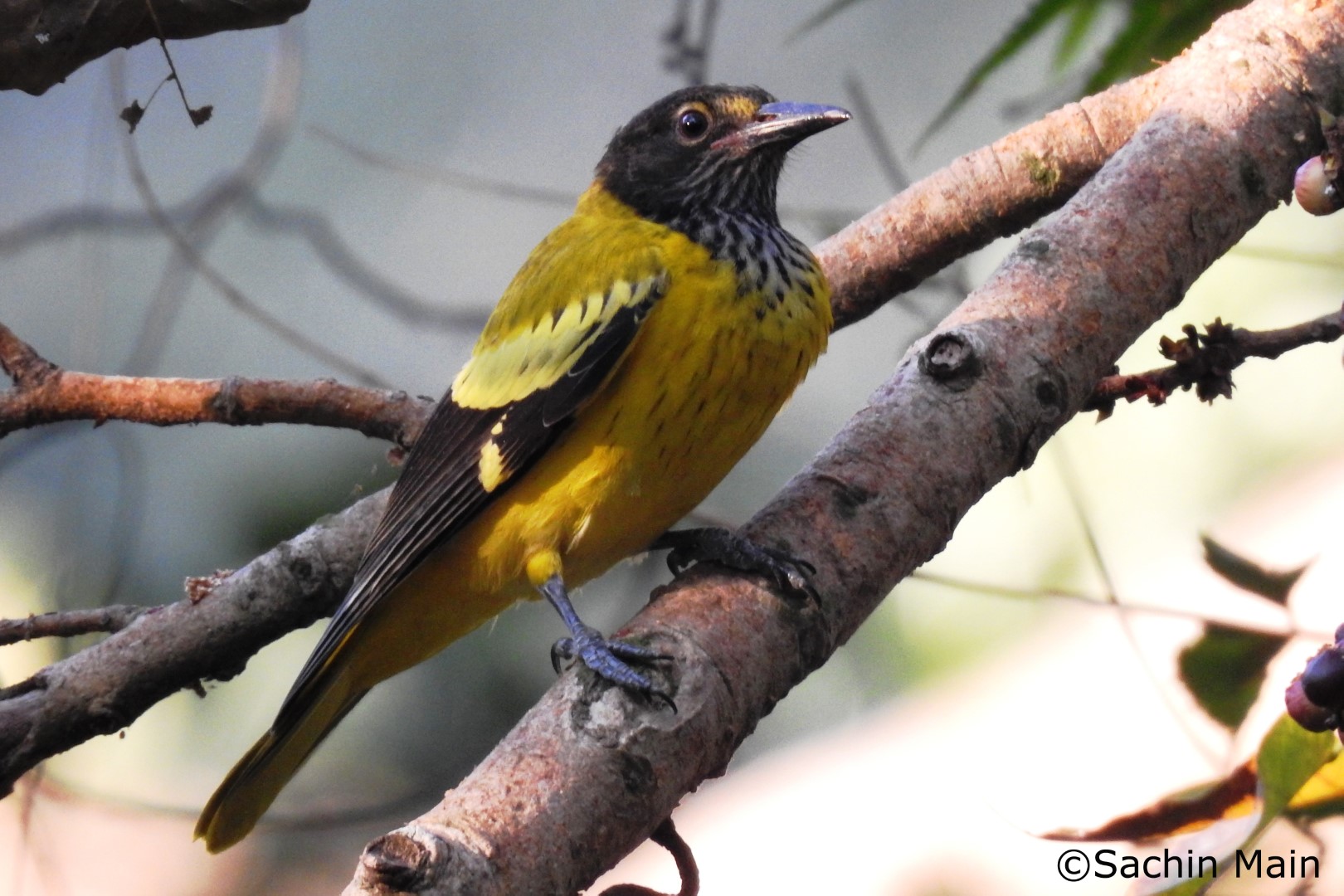 Black-hooded Oriole