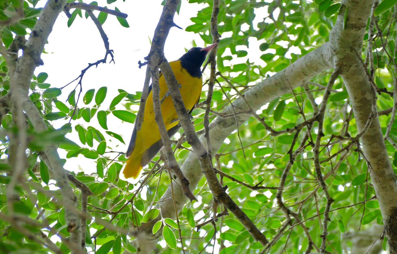Black-hooded Oriole