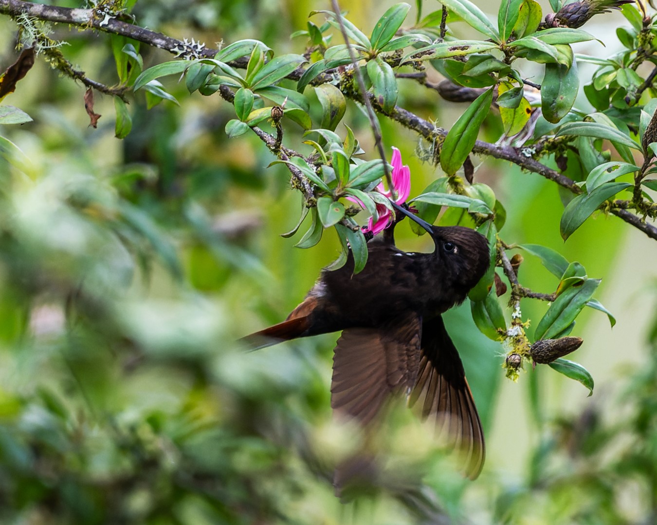 Black-hooded Sunbeam