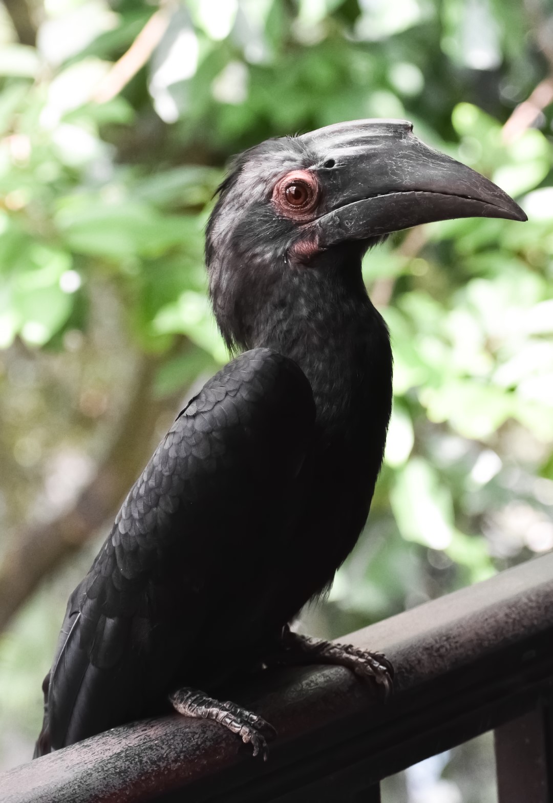 Black Hornbill